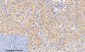 AP-1 (phospho Ser63) Polyclonal Antibody